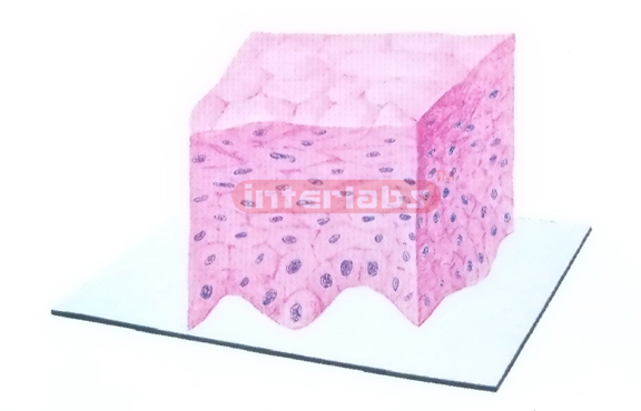 THREE-DIMENSIONAL MODEL OF NONKERATINIZED STRATIFIED SQUAMOUS EPITHELIUM